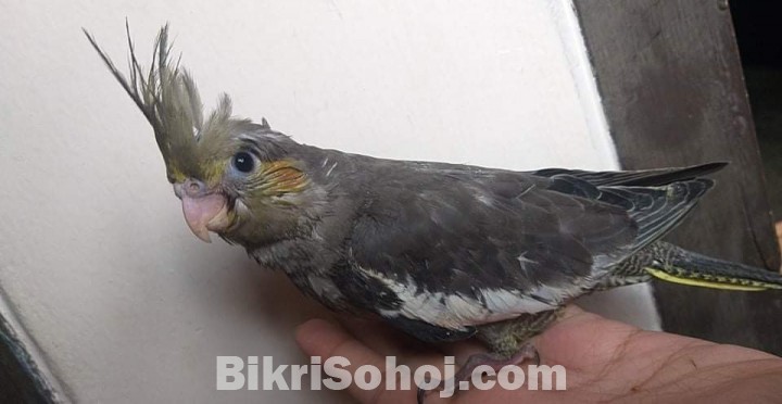 Cockatiel baby tame size